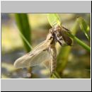 Libellula quadrimcatulata - Vierflecklibelle 10a - Geburt.jpg